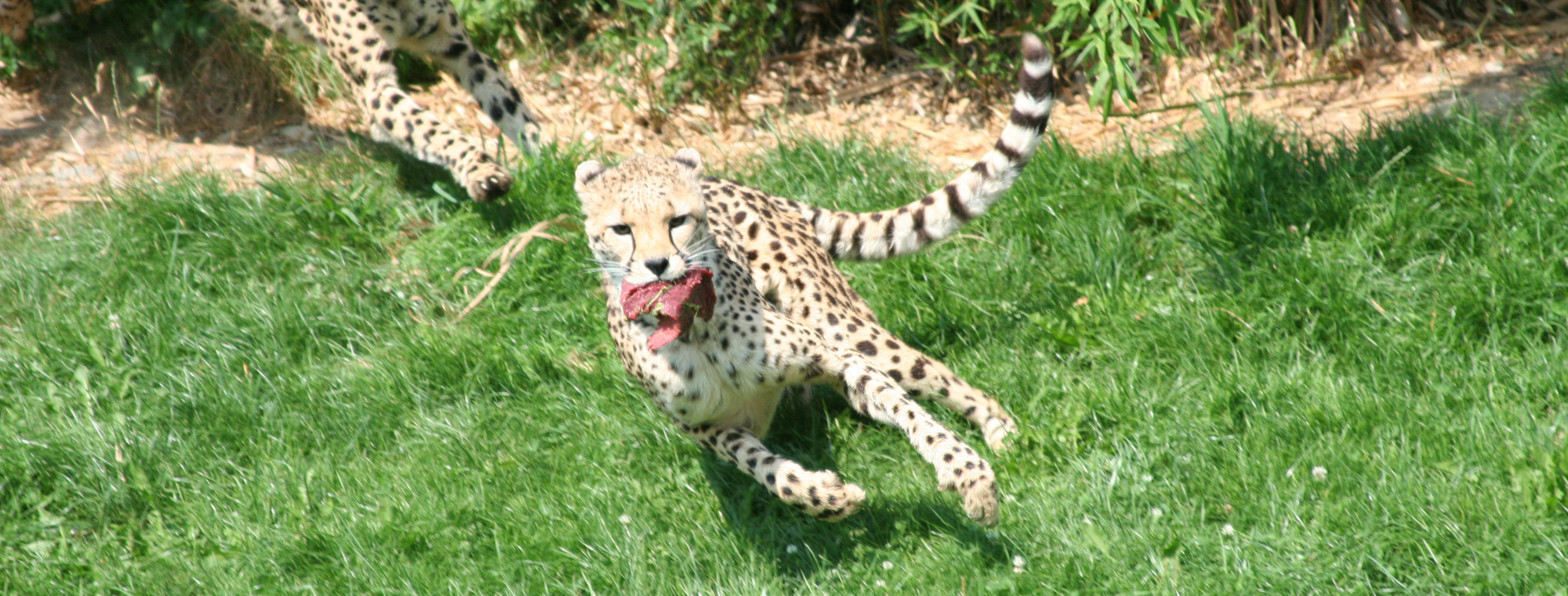 inga-pokora-heilpraktiker-Gepard-by-Martin-Mller-pixelio.de